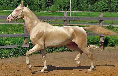 Akhal-Teke Horses